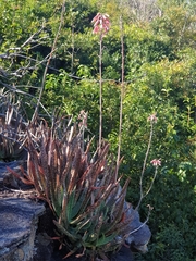 Aloe guillaumetii image