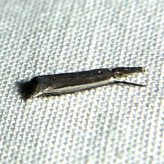 Raphiptera argillaceellus