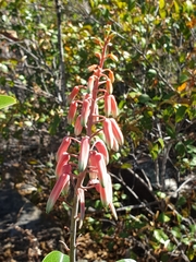 Aloe guillaumetii image