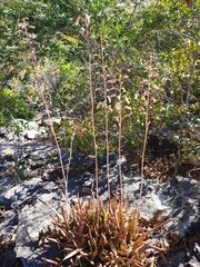 Aloe guillaumetii image