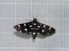 Bocchoris inspersalis