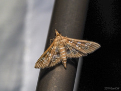 Sameodes cancellalis