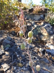 Aloe guillaumetii image