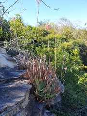 Aloe guillaumetii image