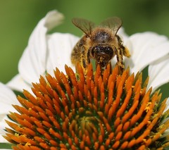 Apis mellifera
