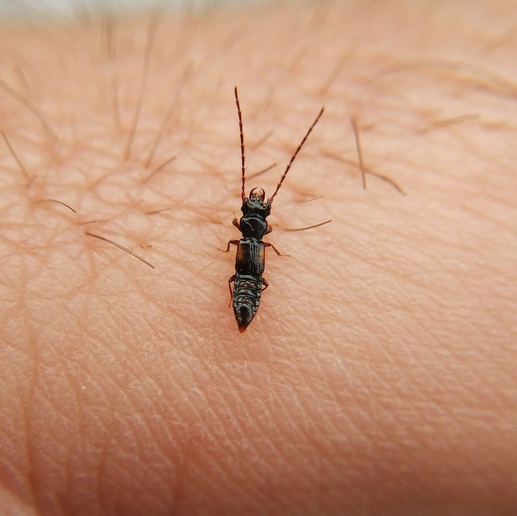 Siagonium humerale