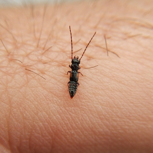 Siagonium humerale