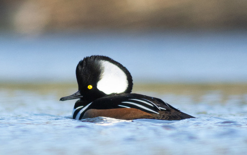 Hooded Merganser, photo 9 of 9