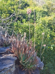 Aloe guillaumetii image