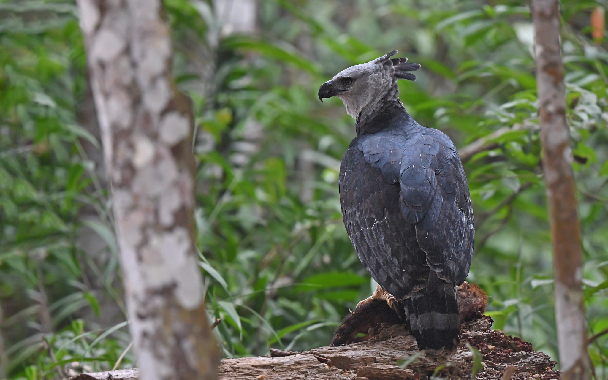 Harpy Eagle illustration