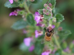 Apis mellifera