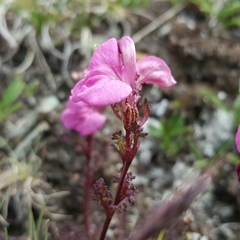 Pedicularis kerneri