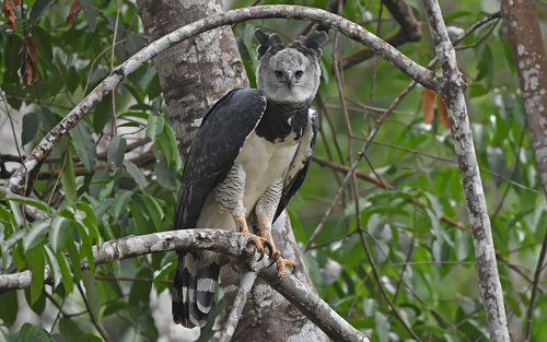 Harpia harpyja (Linnaeus, 1758)