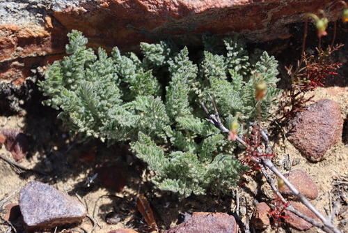 Image of Pelargonium rapaceum by (c) Tony Rebelo, some rights reserved (CC BY-SA)