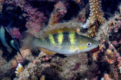 Five-Saddle Parrotfish photo 3