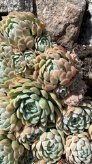 Echeveria elegans