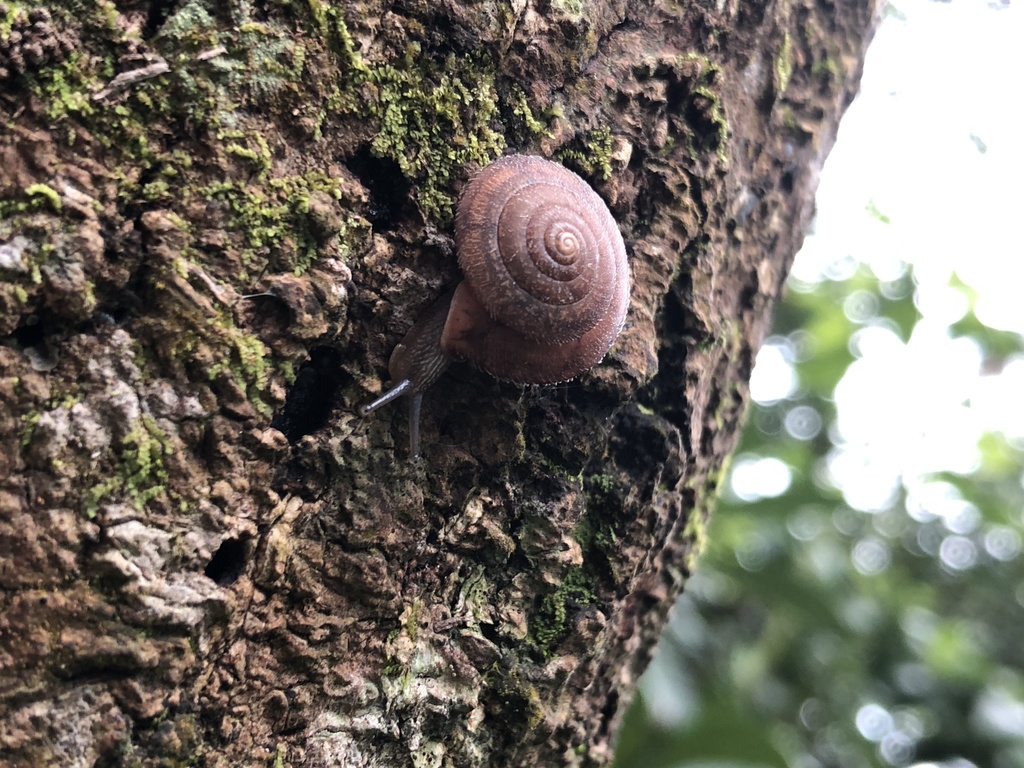 Aegista gerlachi