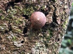 Plectotropis gerlachi