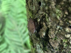 Plectotropis gerlachi