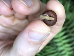 Plectotropis gerlachi