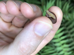 Plectotropis gerlachi