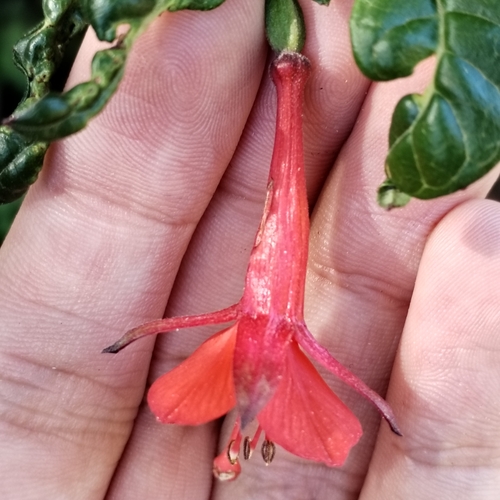 Image of Fuchsia vulcanica by (c) Esteban Poveda, some rights reserved (CC BY)