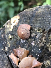 Plectotropis gerlachi