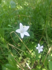 Campanula patula