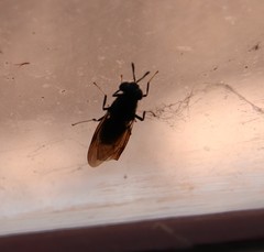 Hermetia illucens
