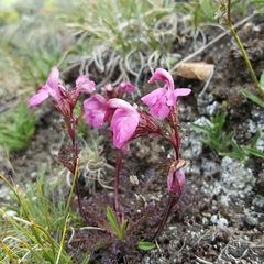 Pedicularis kerneri