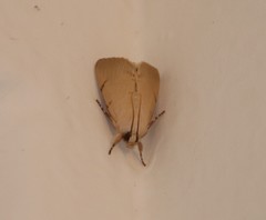 Litoprosopus coachella