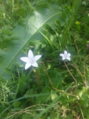 Campanula patula