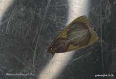 Prooedema inscisalis