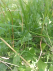 Campanula patula