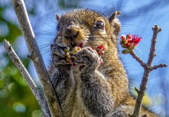 Sciurus carolinensis
