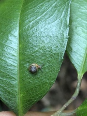 Kaliella