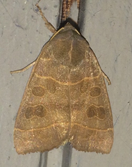 Ipimorpha pleonectusa