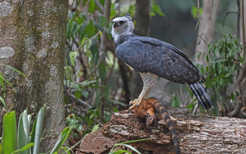 Harpy Eagle, photo 6 of 9