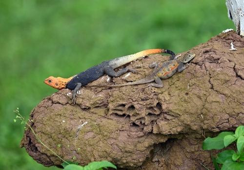 Peters's Rock Agama