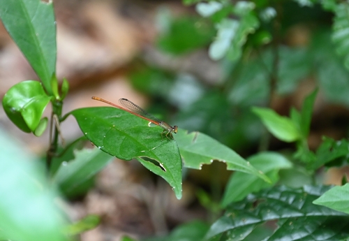 Common Citril