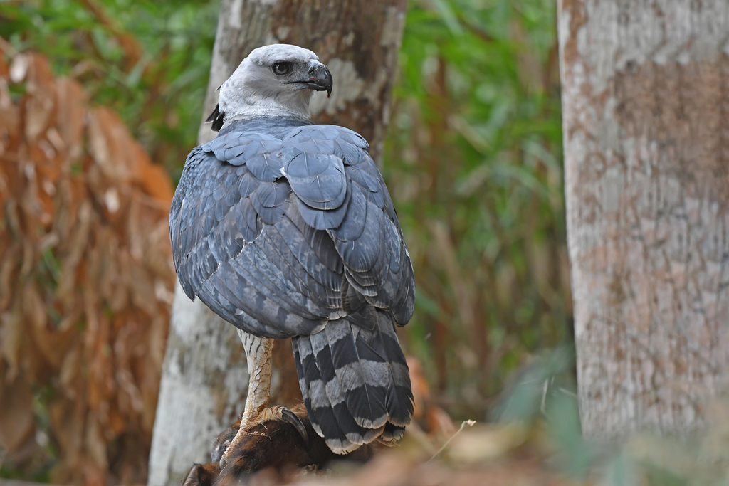 Harpy Eagle (Harpia harpyja) · iNaturalist