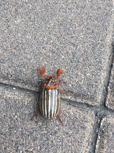 Ten-lined June beetle