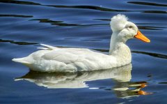Anas platyrhynchos domesticus