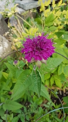 Monarda × medioides