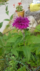 Monarda × medioides