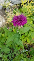 Monarda × medioides