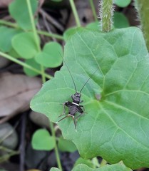 Teleogryllus mitratus