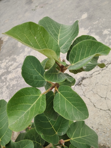 Ficus vasta