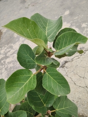 Ficus vasta