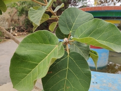 Ficus vasta